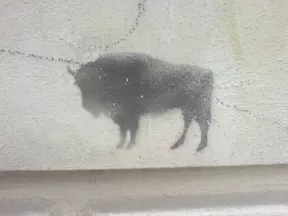 PL Krakow buffalo